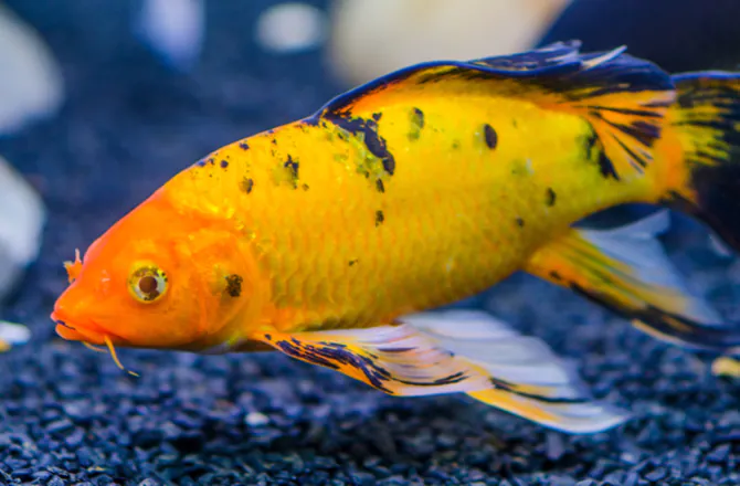 Hướng Dẫn Chăm Sóc Cá Koi Và Các Giống Cá Trong Ao Khác