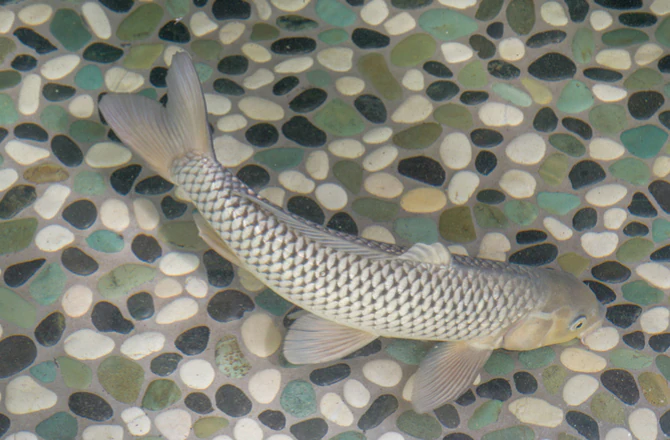 A koi with mild sunburn may flash for temporary relief
