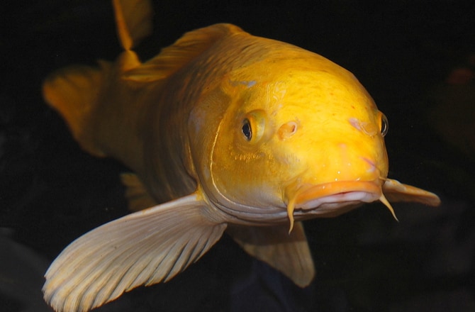 Hướng Dẫn Chăm Sóc Cá Koi Và Các Giống Cá Trong Ao Khác