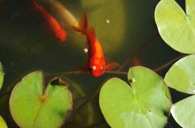 A fountain with a slight electrical surge that could cause koi flashing behavior
