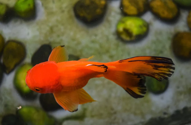 Hướng Dẫn Chăm Sóc Cá Koi Và Các Giống Cá Trong Ao Khác