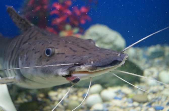 Hướng Dẫn Chăm Sóc Cá Koi Và Các Giống Cá Trong Ao Khác