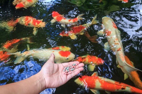 Koi Có Thể Sống Bao Lâu Khi Bị Mất Oxy? 5 điều Cần Làm Với Hồ Cá Koi Khi Mất điện Koi Có Thể Sống Bao Lâu Khi Bị Mất Oxy? 5 điều Cần Làm Với Hồ Cá Koi Khi Mất điện
