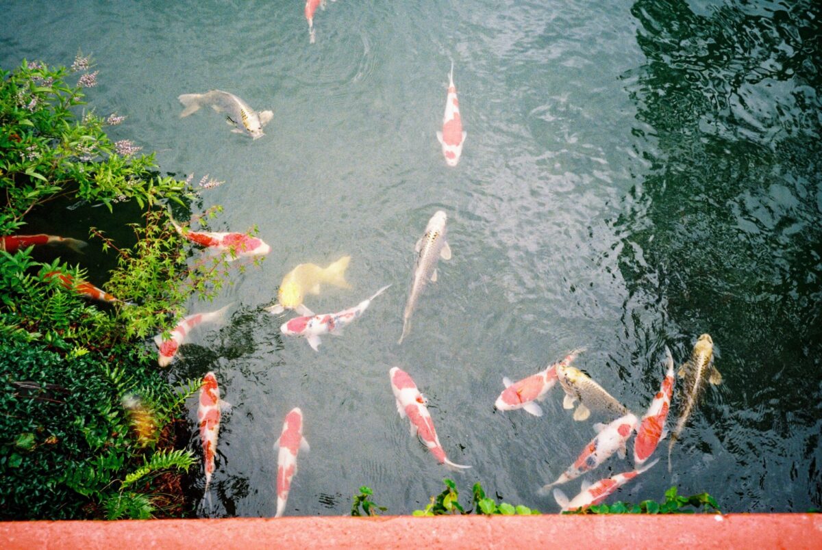 A white, black, and orange koi swimming at the surface of a pond