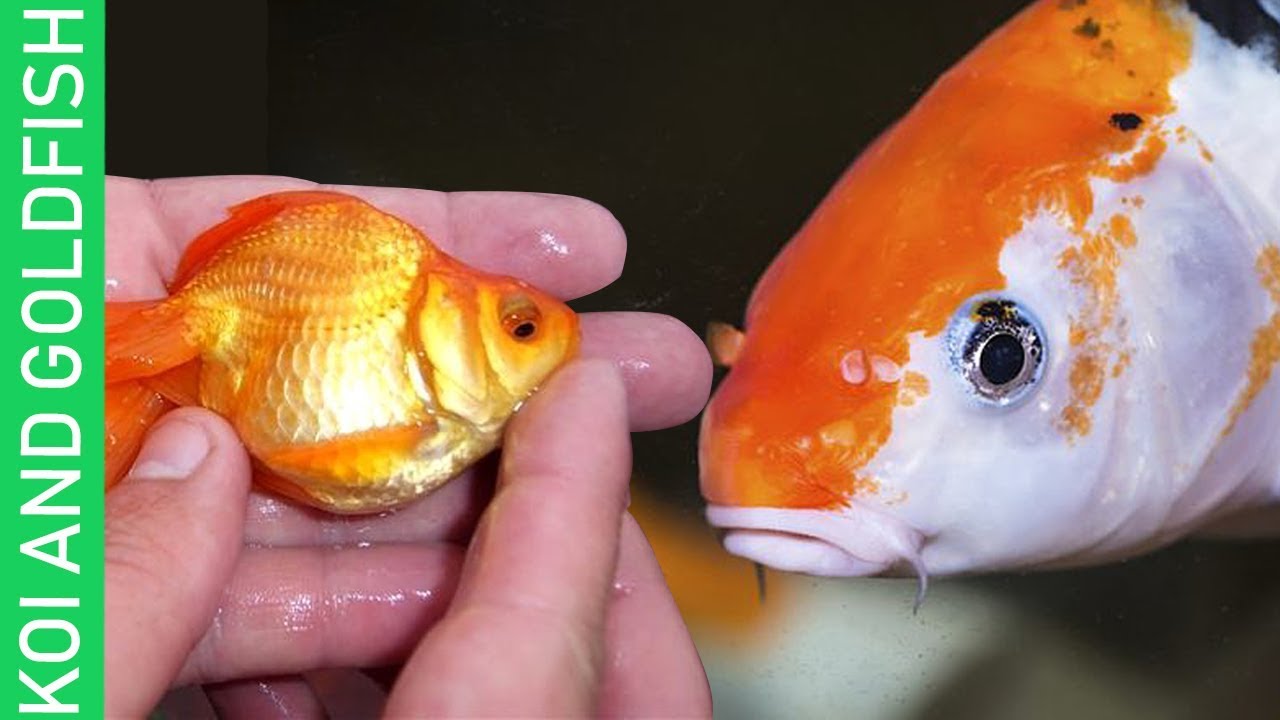 Cá Vàng, Cá Koi Trong Phong Thủy Và Tín Ngưỡng Của Người Trung Quốc