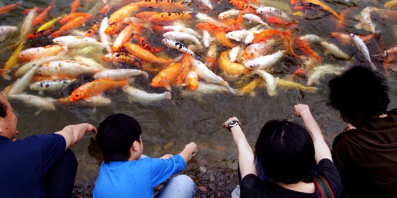 Hướng Dẫn Thiết Kế Bể Cá Koi Thủy Sinh bể cá Koi thủy sinh
