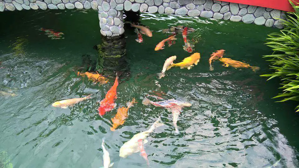 Phong Thủy – Số Cá May Mắn Trong Bể