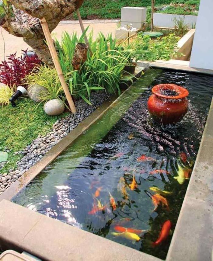 Cá Koi ăn Gì? (thức ăn Cho Cá Koi Tốt Nhất Cho Sự Tăng Trưởng Và Màu Sắc) Cá Koi ăn Gì? (thức ăn Cho Cá Koi Tốt Nhất Cho Sự Tăng Trưởng Và Màu Sắc)
