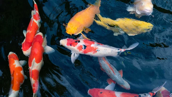 Nông Dân Nuôi Cá Koi Nhật Bản Trong Nước Mặn