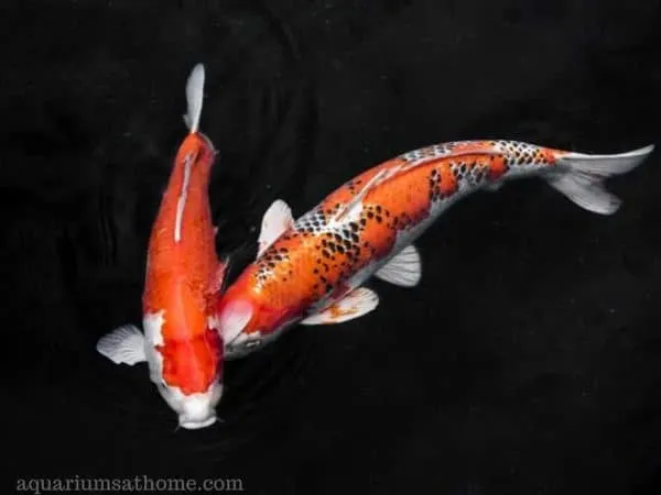 Cá Koi Có Thể Sống được Bao Lâu Mà Không Cần Cho ăn?