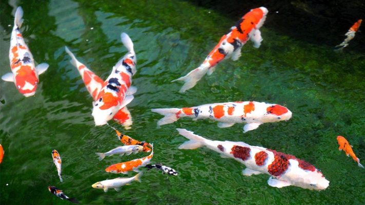 Xây Hồ Cá Koi Tại Nhà