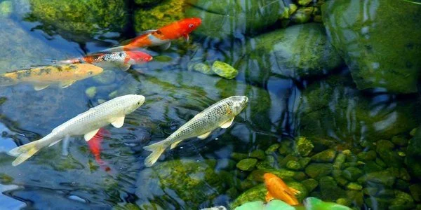 Chăm Sóc Cá Koi – Mẹo Và Các Thử Nghiệm đơn Giản Và Thực Tiễn Chăm Sóc Cá Koi – Mẹo Và Các Thử Nghiệm đơn Giản Và Thực Tiễn