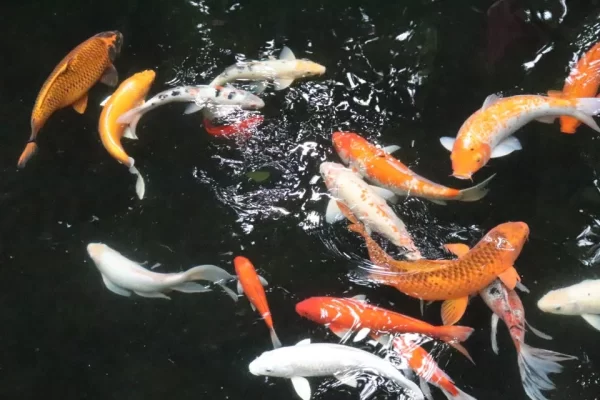 Chăm Sóc Cá Koi – Mẹo Và Các Thử Nghiệm đơn Giản Và Thực Tiễn Chăm Sóc Cá Koi – Mẹo Và Các Thử Nghiệm đơn Giản Và Thực Tiễn