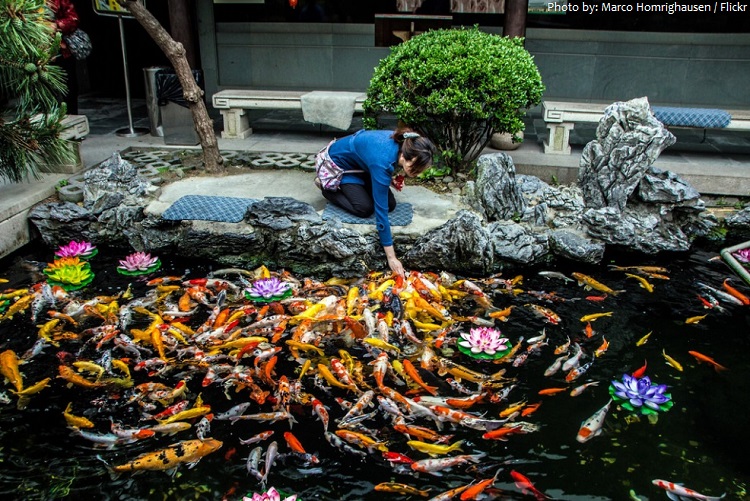 Sự Thật Thú Vị Về Cá Koi Có Thể Bạn Chưa Biết Sự Thật Thú Vị Về Cá Koi Có Thể Bạn Chưa Biết