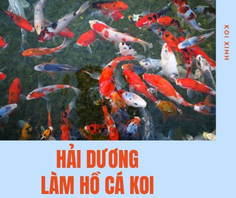 Hải Dương Làm Hồ Cá Koi Chuyên Nghiệp – Uy Tín – Bảo Hành Dài Hạn – Liên Hệ Ngay 0976870033