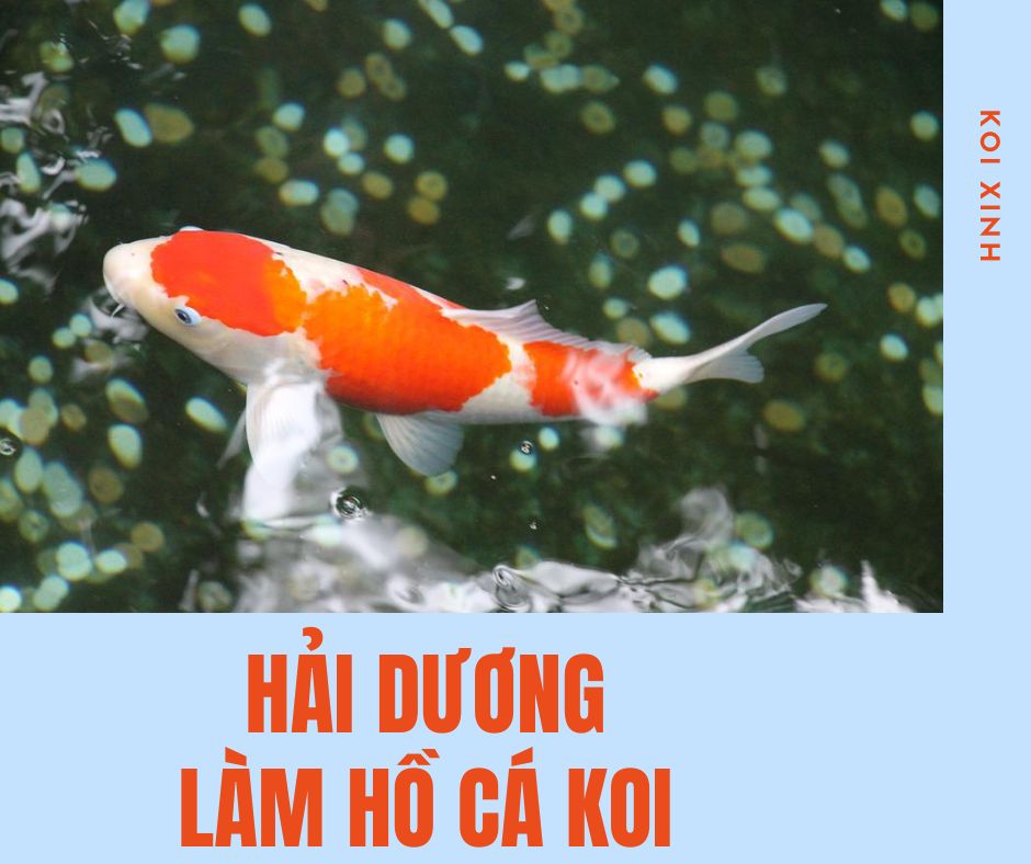 Hải Dương Làm Hồ Cá Koi Chuyên Nghiệp – Uy Tín – Bảo Hành Dài Hạn – Liên Hệ Ngay 0976870033