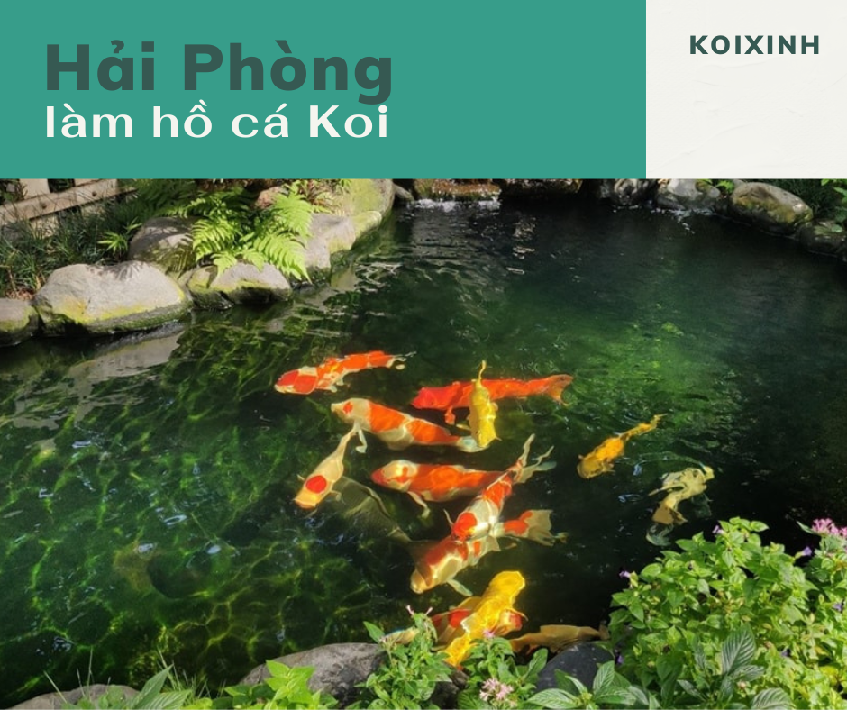 Hải Phòng Làm Hồ Cá Koi Uy Tín, Chất Lượng – Hotline 0976870033