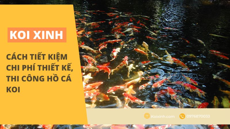 Cách Tiết Kiệm Chi Phí Thiết Kế, Thi Công Hồ Cá Koi