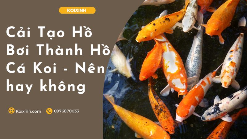 Cải Tạo Hồ Bơi Thành Hồ Cá Koi – Nên Hay Không