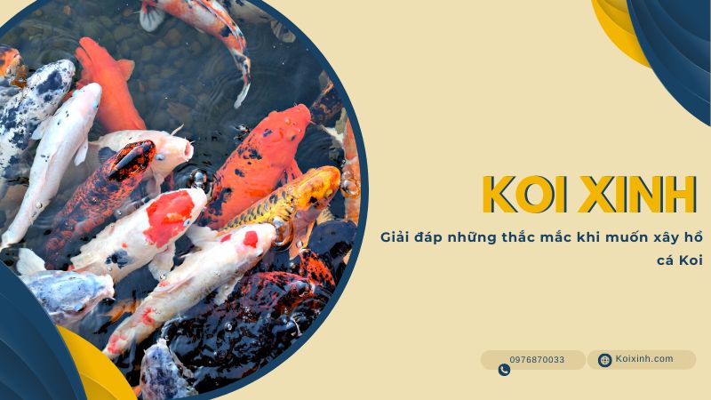 Giải đáp Những Thắc Mắc Khi Muốn Xây Hồ Cá Koi