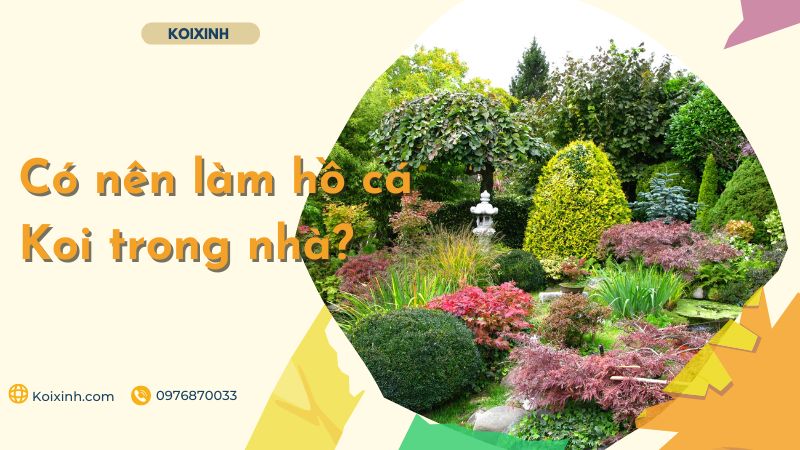Có Nên Làm Hồ Cá Koi Trong Nhà?
