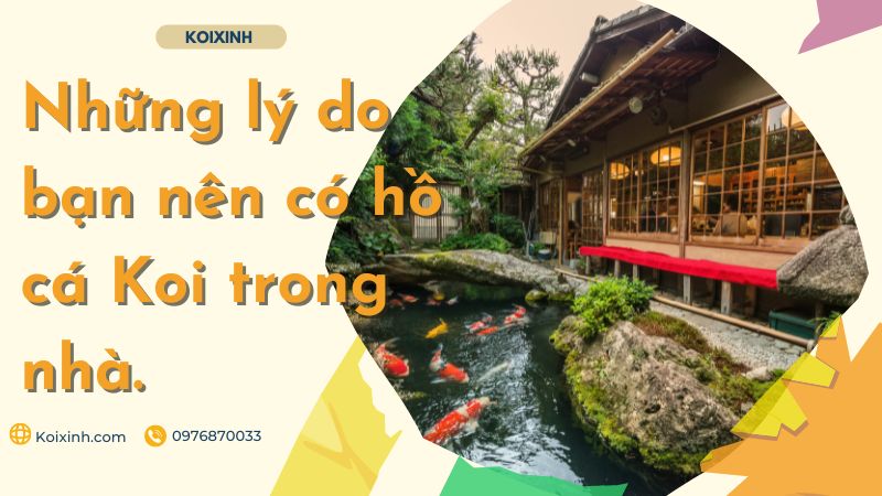 Những Lý Do Bạn Nên Có Hồ Cá Koi Trong Nhà