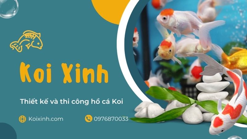 Thiết Kế Và Thi Công Hồ Cá Koi – Bảo Hành Dài Hạn – Gọi 0976870033