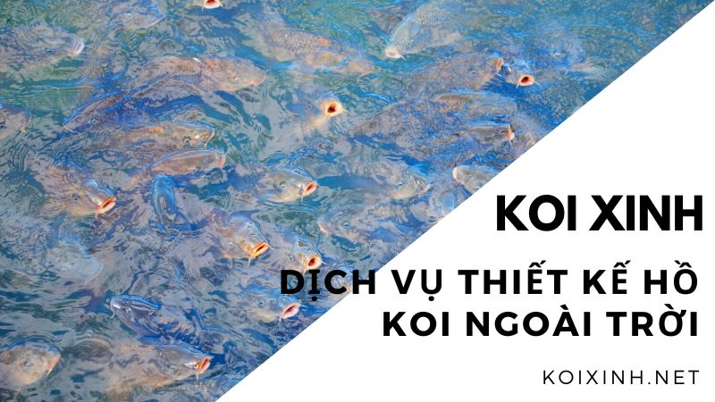 Dịch Vụ Thiết Kế Hồ Koi Ngoài Trời – Gọi 0976870033