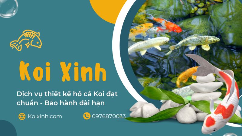 Dịch Vụ Thiết Kế Hồ Cá Koi đạt Chuẩn – Bảo Hành Dài Hạn Tại Hà Nội
