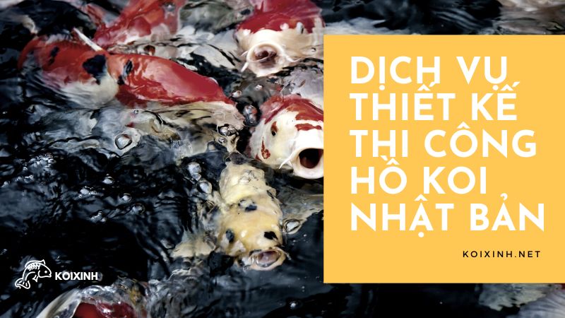 Dịch Vụ Thiết Kế Thi Công Hồ Koi Nhật Bản – Gọi 0976870033