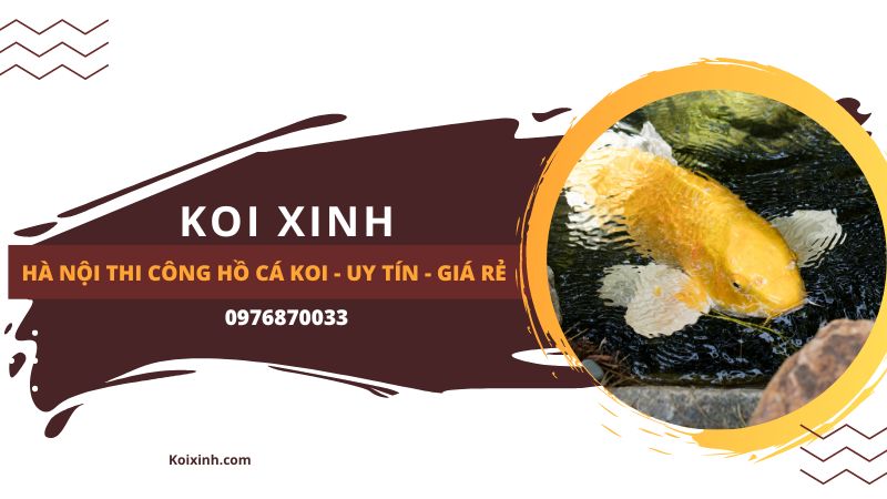 Hà Nội Thi Công Hồ Cá Koi – Uy Tín – Giá Rẻ – Gọi 0976870033