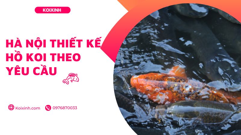Hà Nội Thiết Kế Hồ Koi Theo Yêu Cầu – Bảo Hành Dài Hạn – Gọi 0976870033
