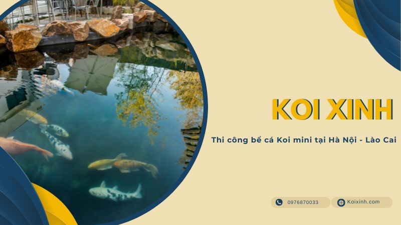 Thi Công Bể Cá Koi Mini Tại Hà Nội – Lào Cai – Gọi 0976870033