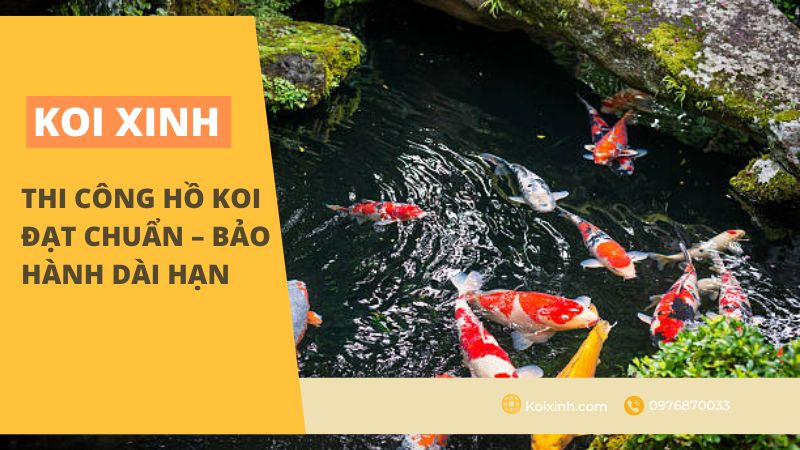 Thi Công Hồ Koi đạt Chuẩn – Bảo Hành Dài Hạn – Hà Nội – Thái Bình – Lào Cai – Gọi 0976870033