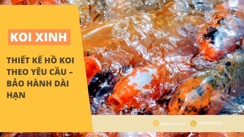 Thiết Kế Hồ Koi Theo Yêu Cầu – Bảo Hành Dài Hạn – Gọi 0976870033