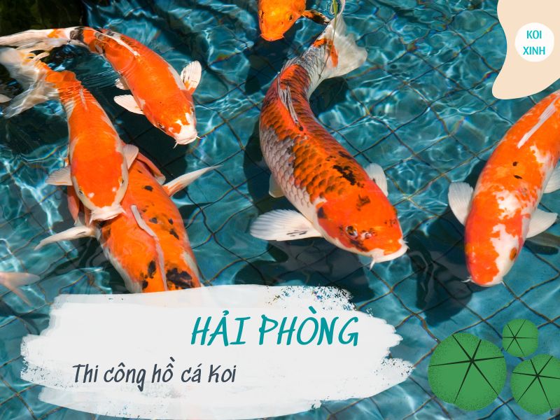 Thi công hồ cá Koi Hải Phòng giá thành hợp lý – Hotline: 0976870033