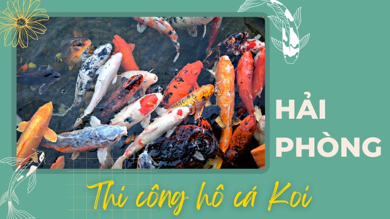 Hải Phòng – Thi Công Hồ Cá Koi Giá Thành Hợp Lý – Hotline: 0976870033