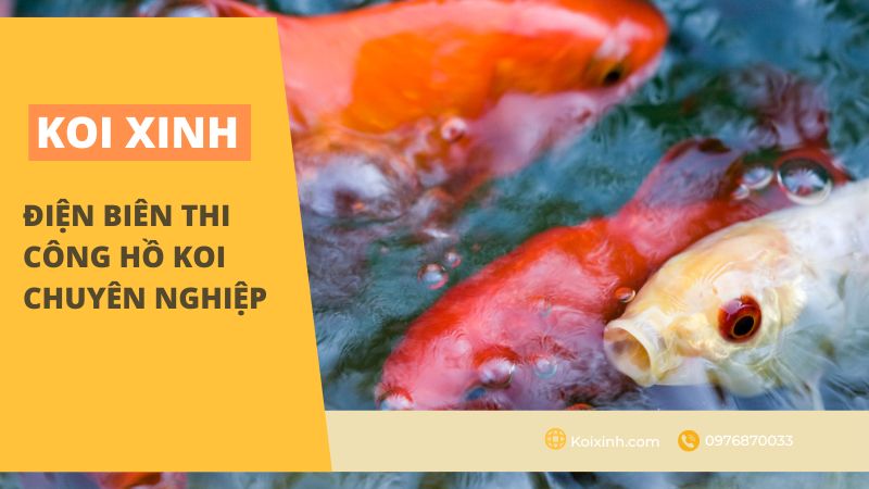 Điện Biên Thi Công Hồ Koi Chuyên Nghiệp – Đạt Chuẩn – Bảo Hành Dài Hạn – Liên Hệ 0976870033