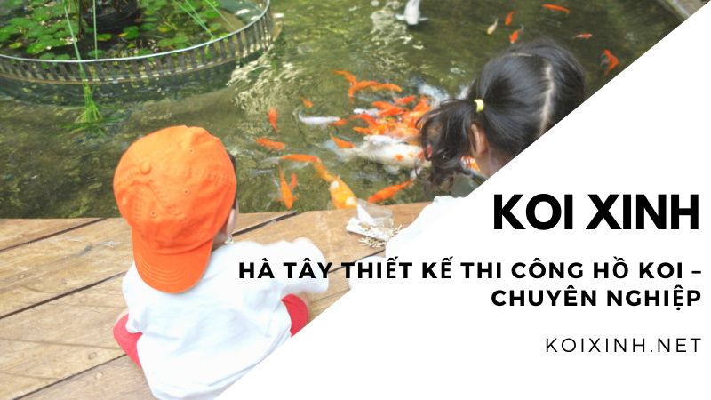 Hà Tây Thiết Kế Thi Công Hồ Koi – Chuyên Nghiệp – Bảo Hành Dài Hạn – Chất Lượng Hàng đầu Hiện Nay – Liên Hệ Ngay 0976870033