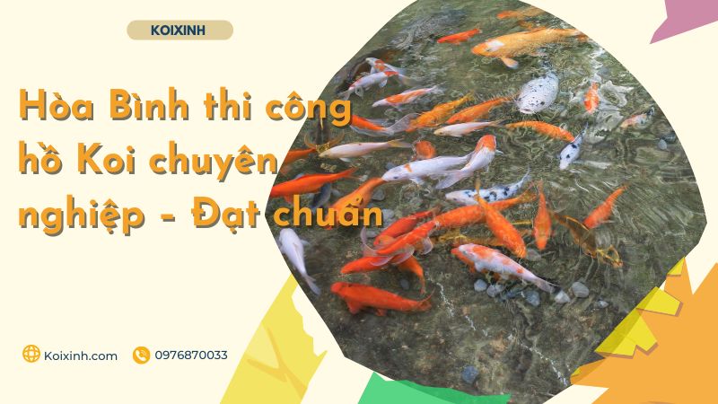 Hòa Bình Thi Công Hồ Koi Chuyên Nghiệp – Đạt Chuẩn – Bảo Hành Dài Hạn – Gọi 0976870033
