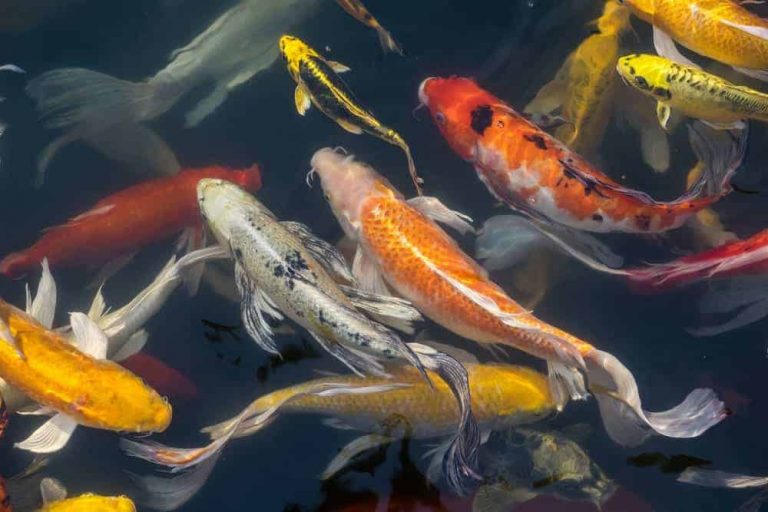 13 Loại Cá Koi Khác Nhau 13 Loại Cá Koi Khác Nhau