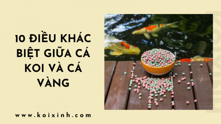 Cá Koi Và Cá Vàng: 10 Điều Khác Biệt Giữa Hai Loài Cá Koi Và Cá Vàng: 10 Điều Khác Biệt Giữa Hai Loài