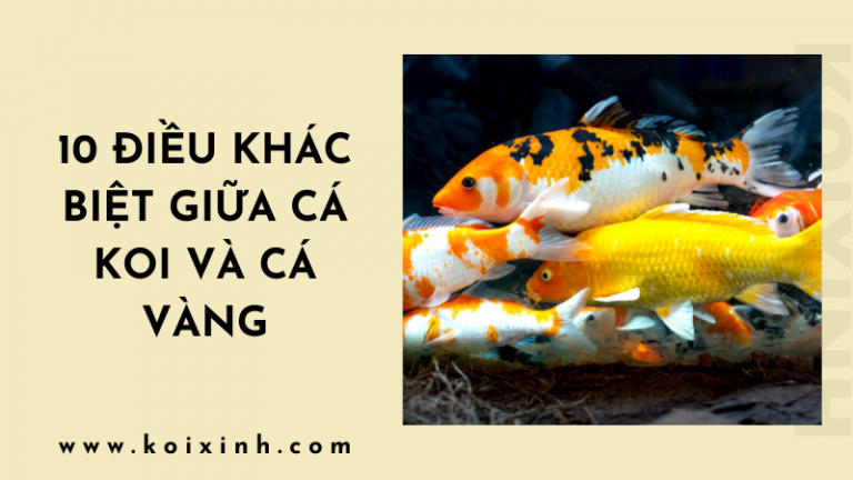 Cá Koi Và Cá Vàng: 10 Điều Khác Biệt Giữa Hai Loài Cá Koi Và Cá Vàng: 10 Điều Khác Biệt Giữa Hai Loài