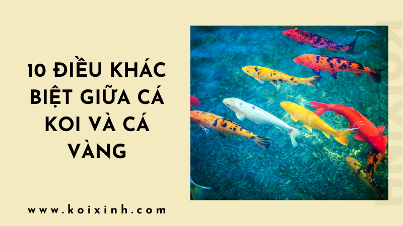 Cá Koi Và Cá Vàng: 10 Điều Khác Biệt Giữa Hai Loài