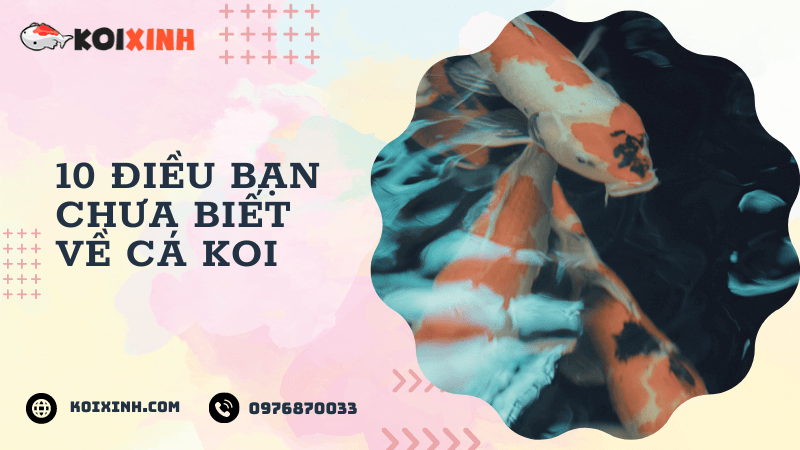 10 điều Bạn Chưa Biết Về Cá Koi