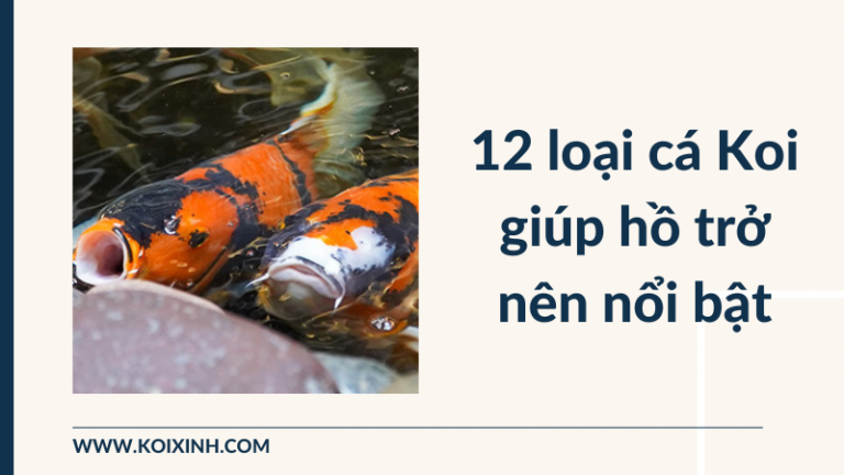 12 Loại Cá Koi Giúp Hồ Của Bạn Trở Nên Nổi Bật