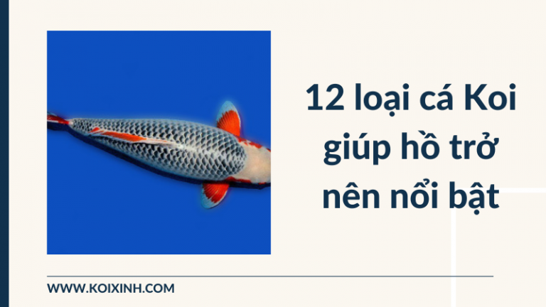 12 Loại Cá Koi Giúp Hồ Của Bạn Trở Nên Nổi Bật