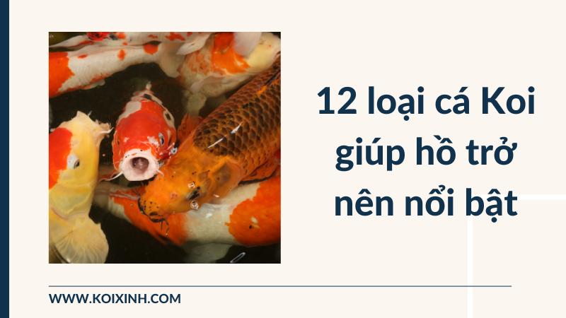 12 Loại Cá Koi Giúp Hồ Của Bạn Trở Nên Nổi Bật