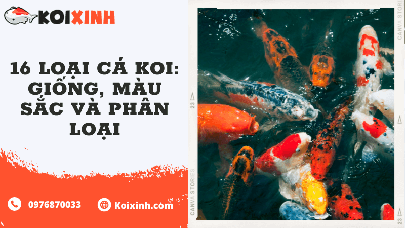 16 Loại Cá Koi: Giống, Màu Sắc Và Phân Loại