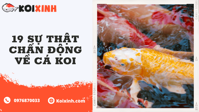 19 Sự Thật Chấn động Về Cá Koi 19 Sự Thật Chấn động Về Cá Koi